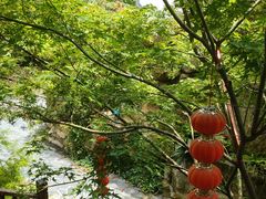 -东平国家森林公园