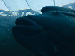 -悉尼海洋生物水族馆
