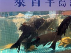 -鸽子侯·家宴·平价海鲜(市图书馆店)