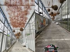 -上海鲜花港