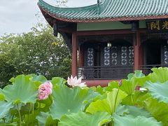 -桂湖森林公园