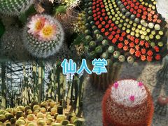 -南山植物园