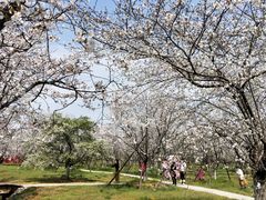 -天王浮山樱花园