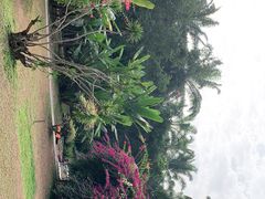 -中国科学院西双版纳热带植物园