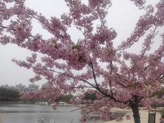 -新江湾城公园