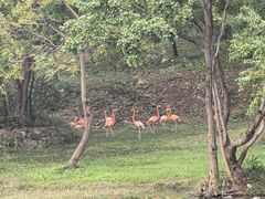 -合肥野生动物园
