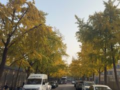 -三里屯东五街银杏大道