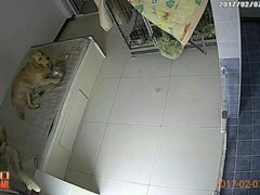 -波姐宠物家庭寄养