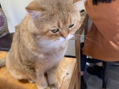 -猫小院猫主题餐厅(南锣旗舰店)