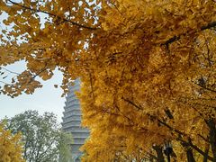 -玲珑塔公园