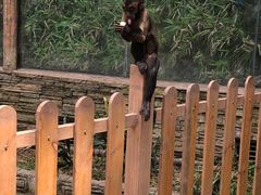 -熊猫主题餐厅