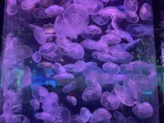 -石家庄海洋公园