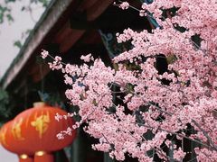 -青羊宫