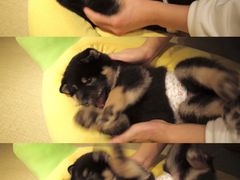 -逗柴咖啡屋·狗咖猫咖宠物桌游