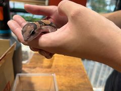 -酷以爬仙阁实体爬宠店·守宫·蜥蜴·专业繁育