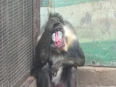 -昆明动物园