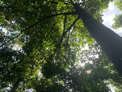 景点-海南热带雨林国家公园吊罗山景区