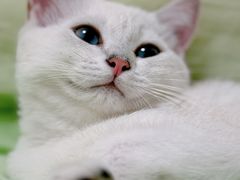 -关爱动物医院·心脏·中兽医·异宠(金牛路分院)