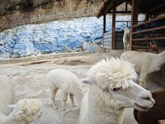 -栾川竹海野生动物园