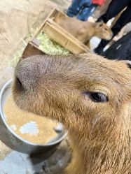 -Zoolung Zoolung动物主题公园(海信广场店)