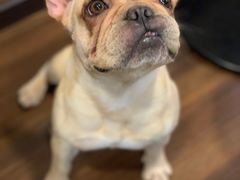 -柯斗斗主题餐厅·狗咖·围炉煮茶·茶饮(国瑞升平里店)