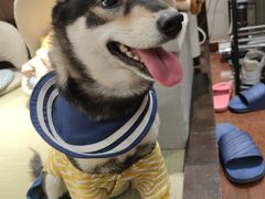 -逗柴咖啡屋·狗咖猫咖宠物桌游