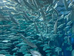 -上海海洋水族馆