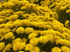 -贵州省植物园