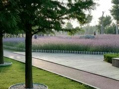 -羊亭河湿地公园