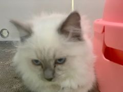 -糯米喵星人·撸猫猫舍咖啡馆(西市场嘉华店)