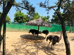 -西霞口神雕山野生动物世界