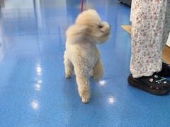 -天使宠物医院·犬猫分诊(彩虹店)