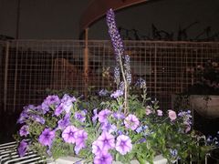 -深圳国际园林花卉博览园