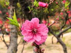 -南国桃园旅游度假区