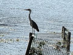 -野鸭湖国家湿地公园