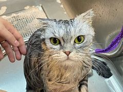 -PETKIT小佩宠物·低压洗护(国顺东路店)