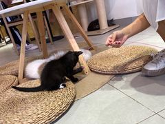 -Heymao猫咖.咖啡厅(东门店)