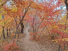 -天女山森林公园
