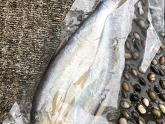 太湖白鱼-美味之家·湖景农家乐(太湖东山店)