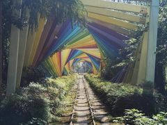 -合肥滨湖国家森林公园