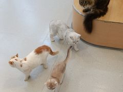 -小小班私人影院·猫咖(万达茂广场店)