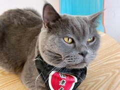 -猫在这儿猫咪咖啡馆·撸猫馆