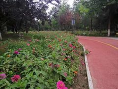 -大兴滨河森林公园