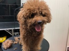 -小尾巴宠物店(万科·金域华庭店)