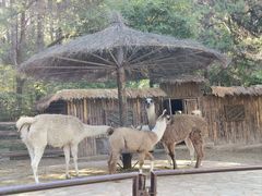 -沈阳森林动物园