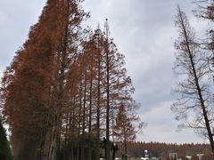 -黄海国家森林公园