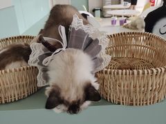 -怪兽屋·羊驼·猫咖·狗咖(俊华广场店)