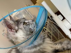 -瑞派长江宠物医院·猫科·外科·24小时夜护(谊城公寓分院)