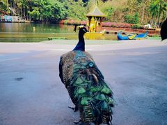 -西双版纳原始森林公园