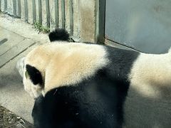 -卧龙中华大熊猫苑神树坪基地